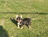 Cuddle Bug, a female French Bulldog for sale in Lees Summit, MO – Photo 5 of 9