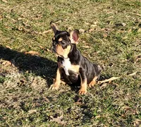 Cuddle Bug, a female French Bulldog for sale in Lees Summit, MO – Photo 3 of 9