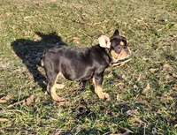 Cuddle Bug, a female French Bulldog for sale in Lees Summit, MO – Photo 7 of 9