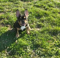 Cuddle Bug, a female French Bulldog for sale in Lees Summit, MO – Photo 1 of 9