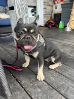 Cuddle Bug, a female French Bulldog for sale in Lees Summit, MO – Photo 8 of 9