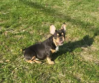 Cuddle Bug, a female French Bulldog for sale in Lees Summit, MO – Photo 2 of 9