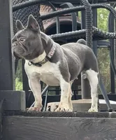 Shiloh, a female French Bulldog for sale in Lees Summit, MO – Photo 10 of 10