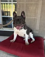 Shiloh, a female French Bulldog for sale in Lees Summit, MO – Photo 2 of 10