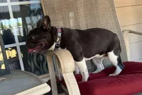 Shiloh, a female French Bulldog for sale in Lees Summit, MO – Photo 3 of 10