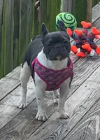 Shiloh, a female French Bulldog for sale in Lees Summit, MO – Photo 4 of 10