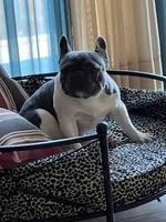 Shiloh, a female French Bulldog for sale in Lees Summit, MO – Photo 6 of 10