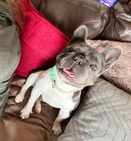 Shiloh, a female French Bulldog for sale in Lees Summit, MO – Photo 8 of 10