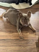 Blue-eyed Missy, a female French Bulldog for sale in Lees Summit, MO – Photo 10 of 10