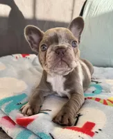 Blue-eyed Missy, a female French Bulldog for sale in Lees Summit, MO – Photo 8 of 10