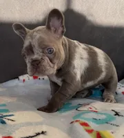 Blue-eyed Missy, a female French Bulldog for sale in Lees Summit, MO – Photo 7 of 10