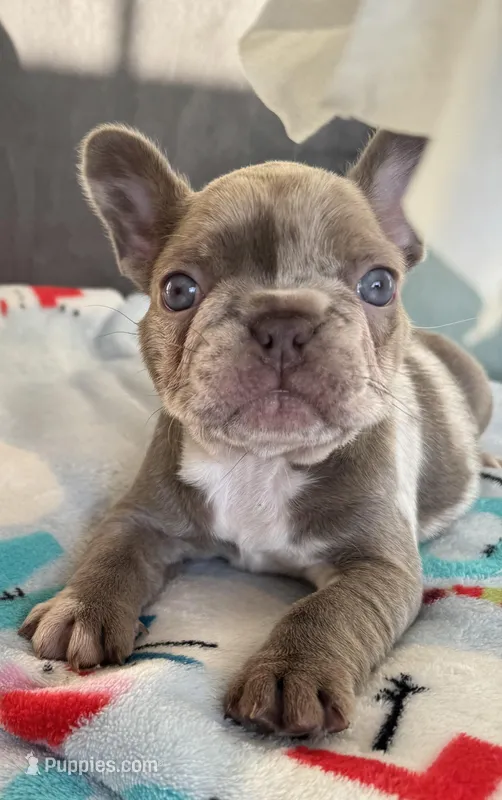 Blue-eyed Missy, a female French Bulldog for sale in Lees Summit, MO – Photo 1 of 10
