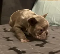 Blue-eyed Missy, a female French Bulldog for sale in Lees Summit, MO – Photo 2 of 10