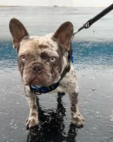 Blue-eyed Missy, a female French Bulldog for sale in Lees Summit, MO – Photo 9 of 10