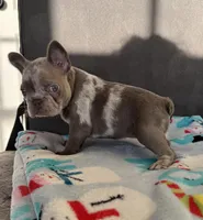 Blue-eyed Missy, a female French Bulldog for sale in Lees Summit, MO – Photo 5 of 10