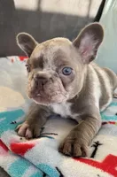Blue-eyed Missy, a female French Bulldog for sale in Lees Summit, MO – Photo 6 of 10