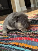 Mobi, a male French Bulldog for sale in Lees Summit, MO – Photo 7 of 10