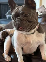 Mobi, a male French Bulldog for sale in Lees Summit, MO – Photo 10 of 10