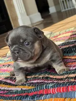 Mobi, a male French Bulldog for sale in Lees Summit, MO – Photo 2 of 10