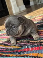 Mobi, a male French Bulldog for sale in Lees Summit, MO – Photo 8 of 10