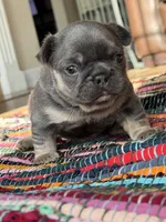 Mobi, a male French Bulldog for sale in Lees Summit, MO – Photo 3 of 10