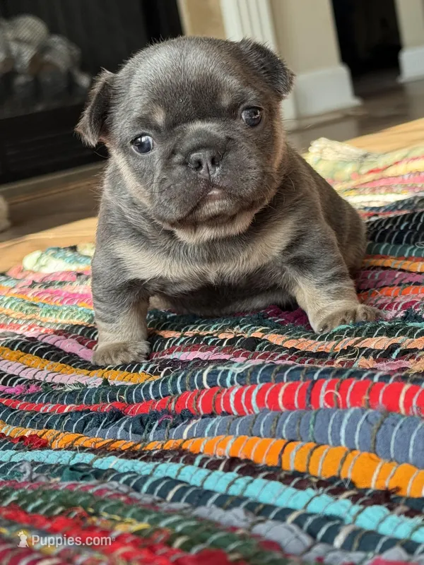Mobi, a male French Bulldog for sale in Lees Summit, MO – Photo 1 of 10