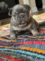 Mobi, a male French Bulldog for sale in Lees Summit, MO – Photo 1 of 10
