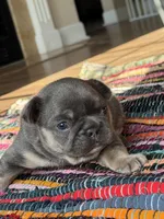 Mobi, a male French Bulldog for sale in Lees Summit, MO – Photo 6 of 10