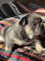 Mobi, a male French Bulldog for sale in Lees Summit, MO – Photo 4 of 10