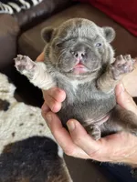 Mobi, a male French Bulldog for sale in Lees Summit, MO – Photo 5 of 10