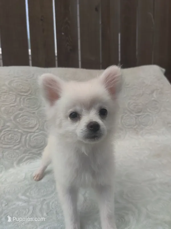 Mickey – Pomchi puppy for sale in Tacoma, WA