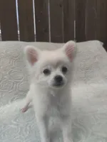 Mickey, a male Pomchi for sale in Tacoma, WA – 1 of 10