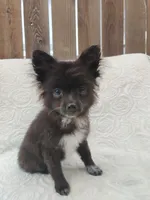 Minnie, a female Pomchi for sale in Tacoma, WA – 3 of 9