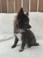 Minnie, a female Pomchi for sale in Tacoma, WA – 4 of 9