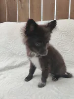 Minnie, a female Pomchi for sale in Tacoma, WA – 5 of 9