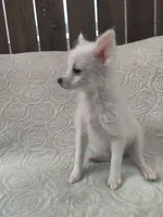Sugar, a female Pomchi for sale in Tacoma, WA – 7 of 8