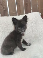 Minnie, a female Pomchi for sale in Tacoma, WA – 2 of 9