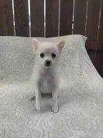 Sugar, a female Pomchi for sale in Tacoma, WA – 8 of 8