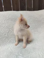 Teddy , a male Pomchi for sale in Tacoma, WA – 8 of 9