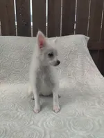 Sugar, a female Pomchi for sale in Tacoma, WA – 6 of 8