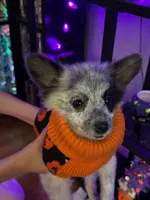 Oreo, a male Pomchi for sale in Tacoma, WA – 2 of 9