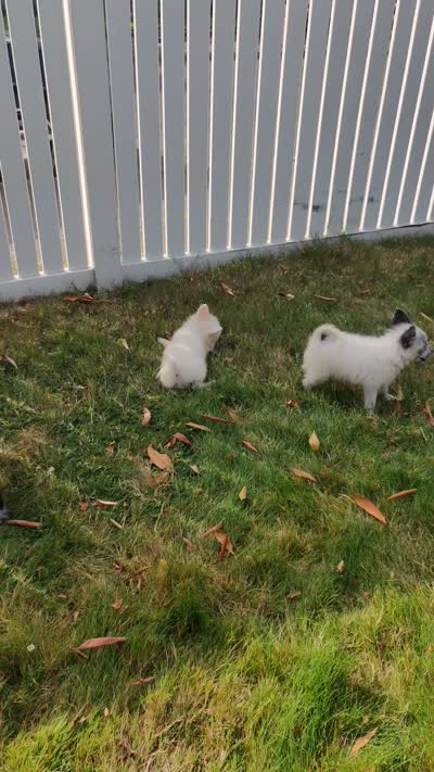 Mickey, a male Pomchi for sale in Tacoma, WA – 10 of 10