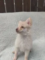 Teddy , a male Pomchi for sale in Tacoma, WA – 6 of 9