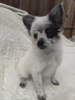 Oreo, a male Pomchi for sale in Tacoma, WA – 3 of 8