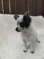 Oreo, a male Pomchi for sale in Tacoma, WA – 6 of 8