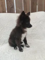 Minnie, a female Pomchi for sale in Tacoma, WA – 9 of 9