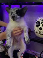 Oreo, a male Pomchi for sale in Tacoma, WA – 3 of 9