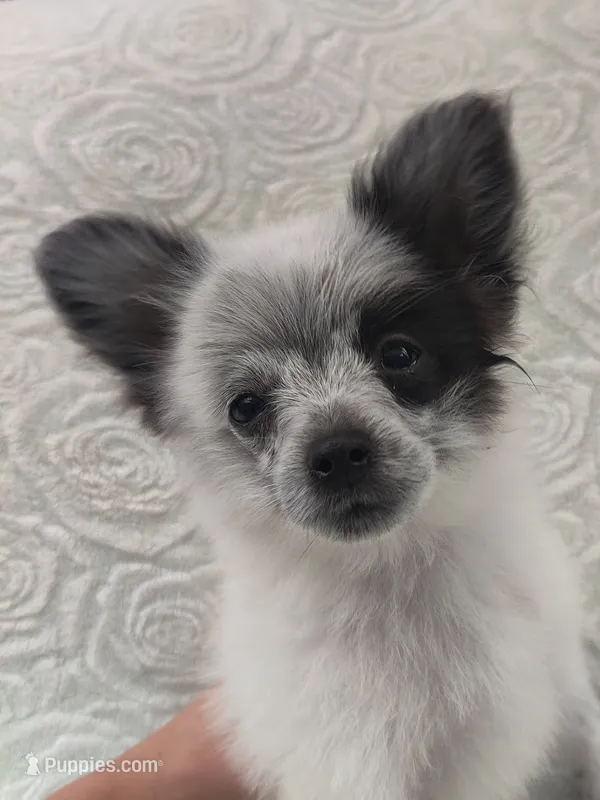 Oreo – Pomchi puppy for sale in Tacoma, WA