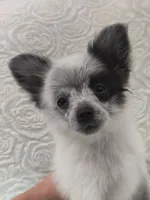 Oreo, a male Pomchi for sale in Tacoma, WA – 1 of 8