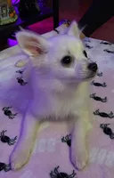 Sugar, a female Pomchi for sale in Tacoma, WA – 2 of 9
